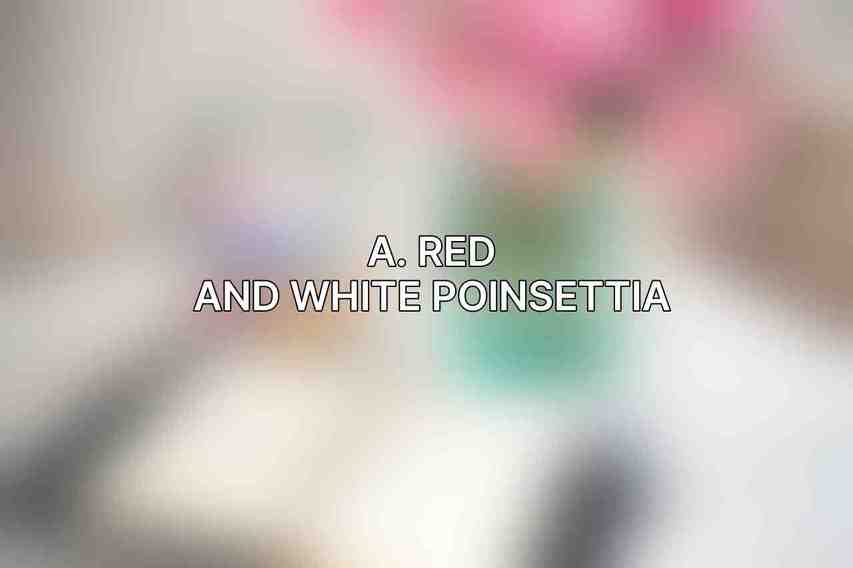 A. Red and White Poinsettia: