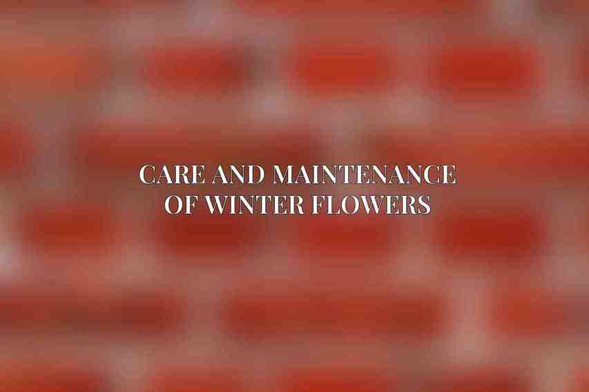 Care and Maintenance of Winter Flowers