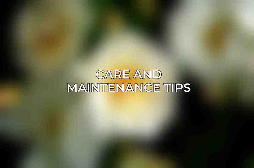 Care and Maintenance Tips