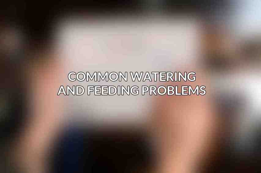 Common Watering and Feeding Problems