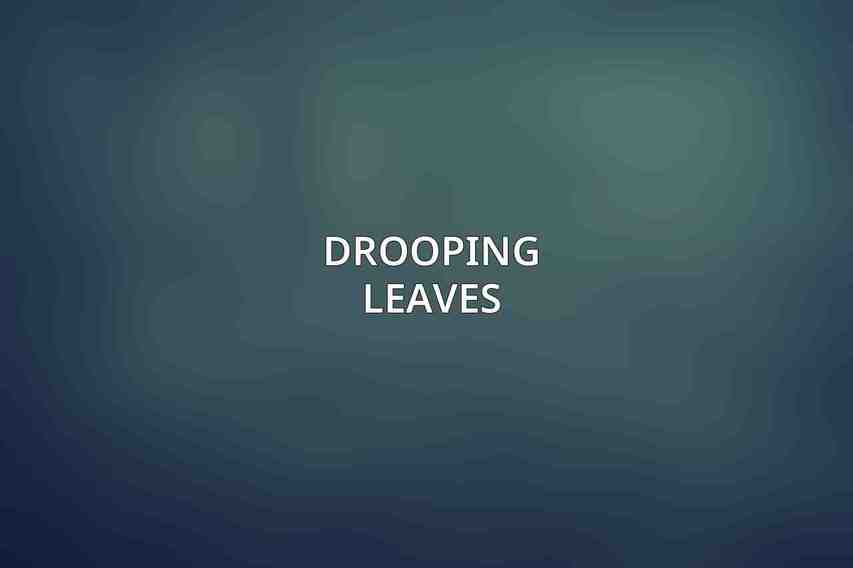 Drooping Leaves