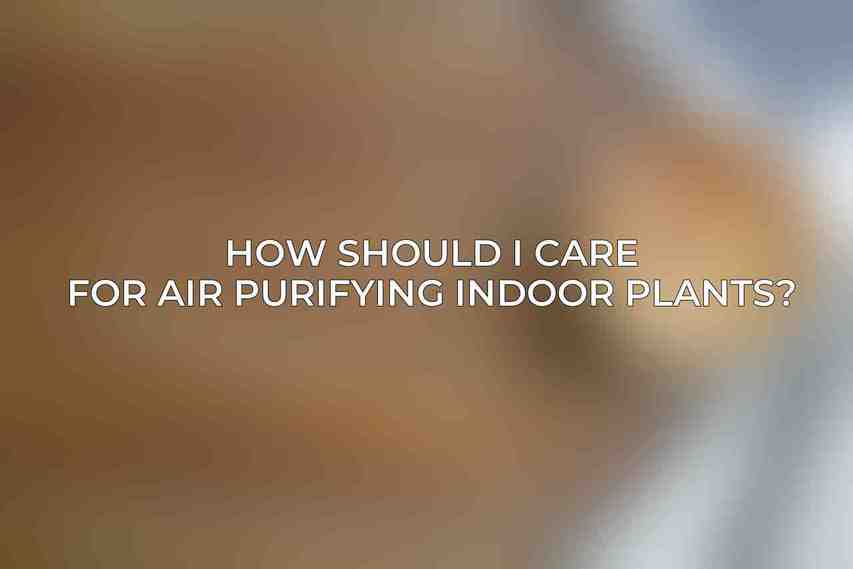 How should I care for air purifying indoor plants?