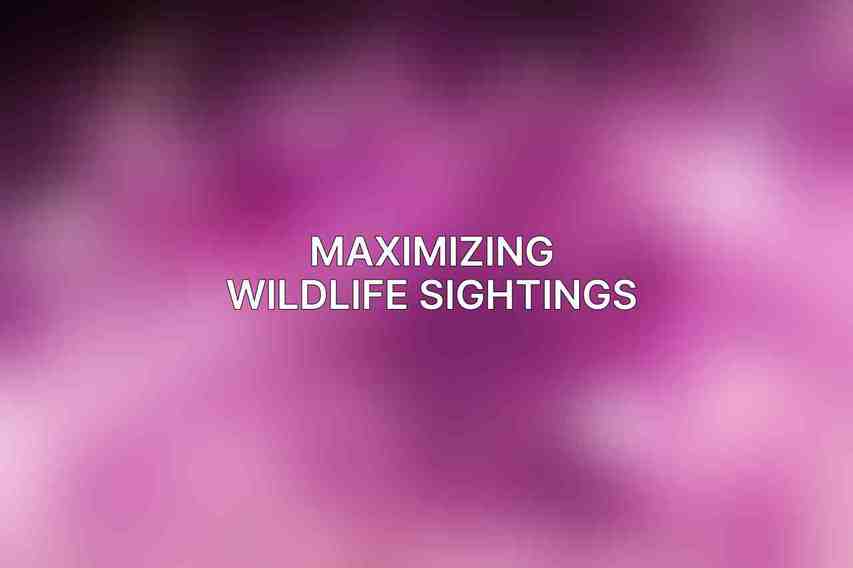 Maximizing Wildlife Sightings