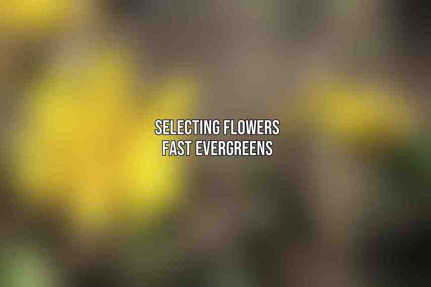 Selecting Flowers Fast Evergreens