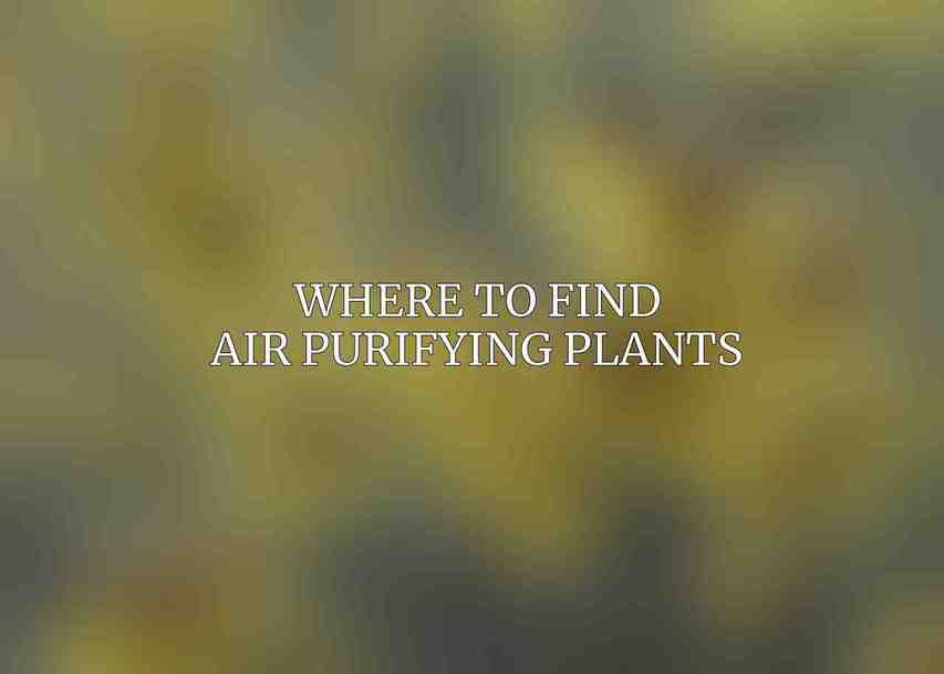 Where to Find Air Purifying Plants
